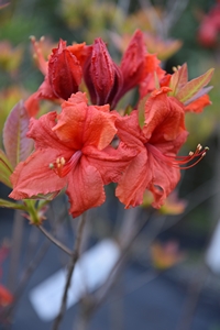 Azalea Jasper